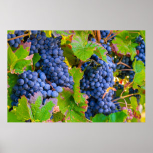 Black Grapes Vines, Vineyard  Poster