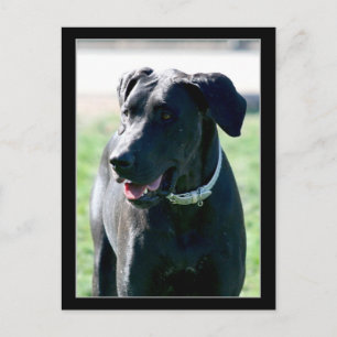Black Great Dane postcard
