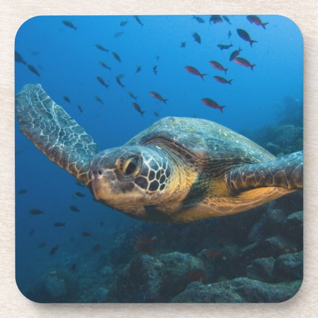 Black (Green) Turtle (Chelonia agassizi) Coaster (Front)