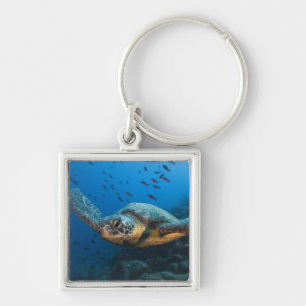 Black (Green) Turtle (Chelonia agassizi) Key Ring
