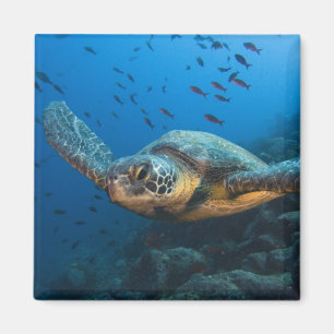 Black (Green) Turtle (Chelonia agassizi) Magnet