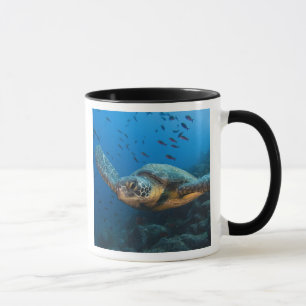 Black (Green) Turtle (Chelonia agassizi) Mug