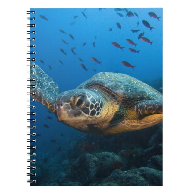 Black (Green) Turtle (Chelonia agassizi) Notebook (Front)