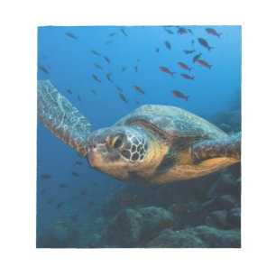 Black (Green) Turtle (Chelonia agassizi) Notepad