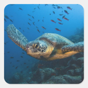 Black (Green) Turtle (Chelonia agassizi) Square Sticker