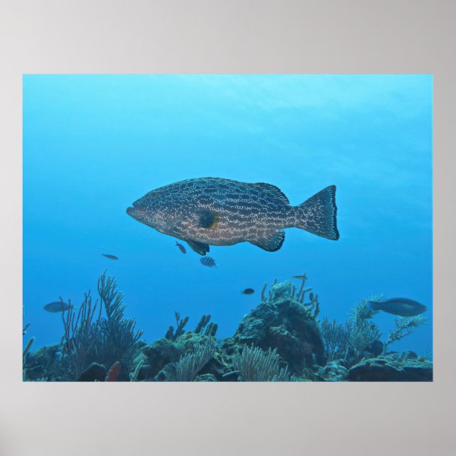 Black Grouper in Roatan Poster (Front)