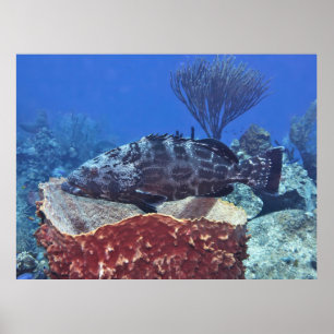 Black Grouper on the Reef Poster