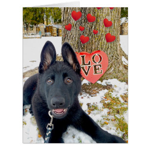 Black GSD Puppy with Hearts & Love Big Valentine