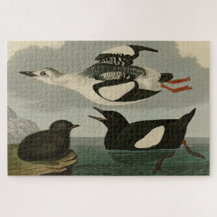 Black Guillemot from Audubon's Birds of America Jigsaw Puzzle
