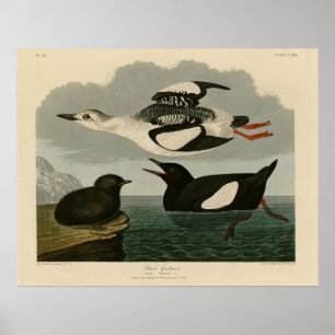 Black Guillemot from Audubon's Birds of America Poster