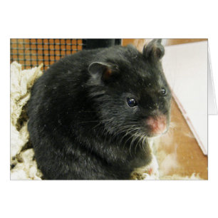 Black Hamster