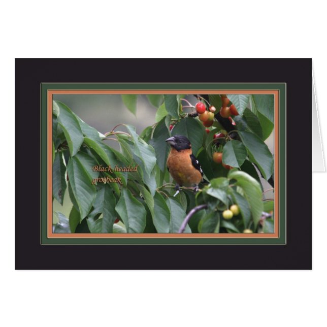 Black-headed grosbeak5905 (Front Horizontal)
