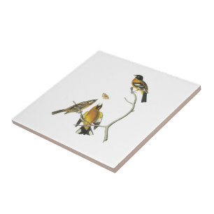 Black-headed Grosbeak by Audubon Tile