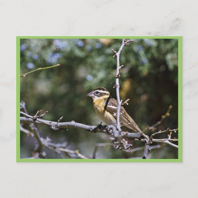 Black-headed grosbeak perched on tree limb postcard (Front)