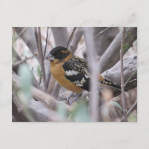 Black-headed Grosbeak Postcard