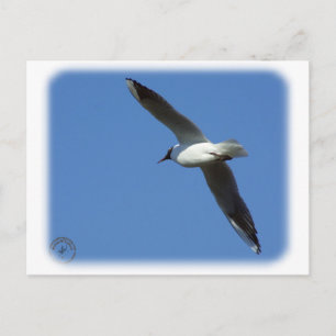 Black-headed Gull 8R32D-04 Postcard
