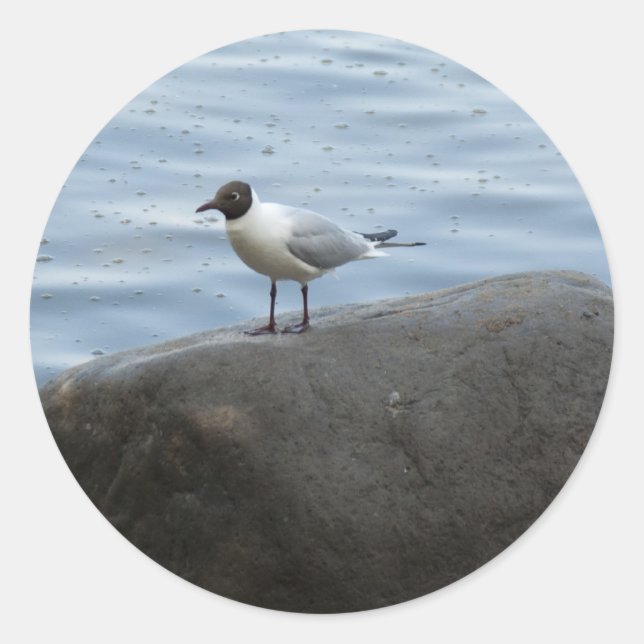 Black- headed Gull Classic Round Sticker (Front)