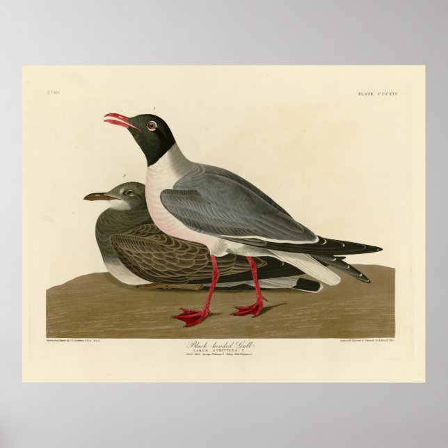 Black-headed Gull from Audubon's Birds of America Poster (Front)