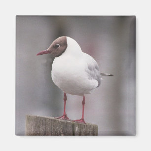 Black headed gull magnet