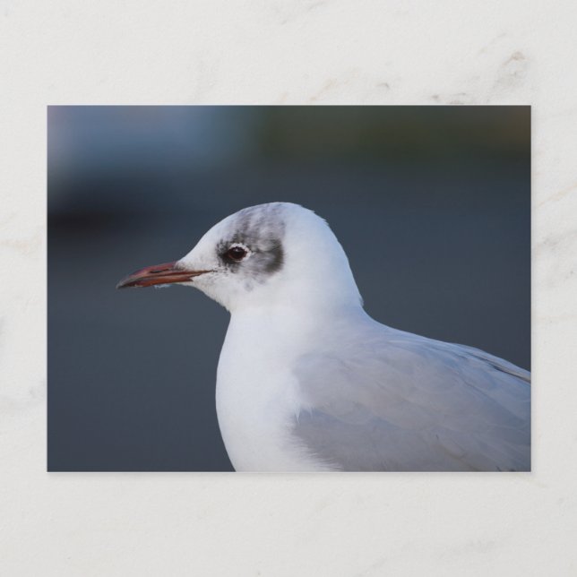 Black-headed Gull Postcard (Front)