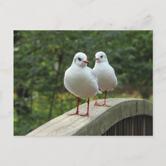 Black-headed Gulls Postcard (Front)