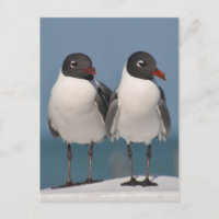 Black-Headed Gulls