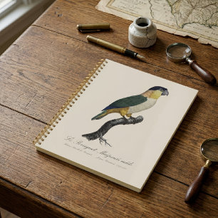 Black-Headed Male Parrot, Pionites Melanocephalus Planner