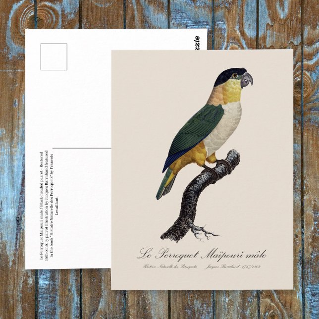 Black-Headed Male Parrot, Pionites Melanocephalus Postcard (Black-Headed Male Parrot, Pionites Melanocephalus. Postcard )