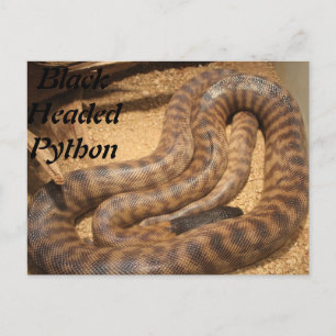 Black Headed Python Postcard