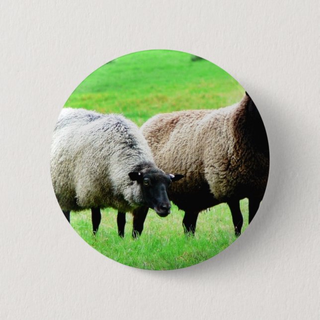 Black Headed Sheep 6 Cm Round Badge (Front)
