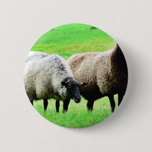 Black Headed Sheep 6 Cm Round Badge