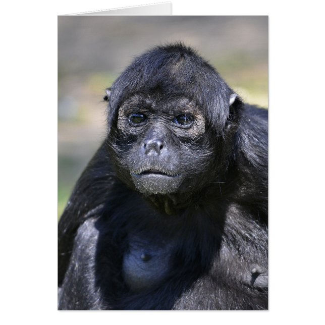 Black-headed spider monkey (Front)