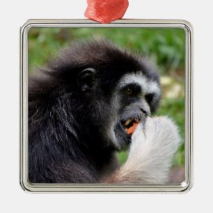 Black-headed spider monkey eating a fruit   metal ornament