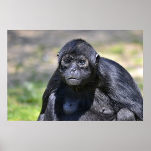 Black-headed spider monkey poster