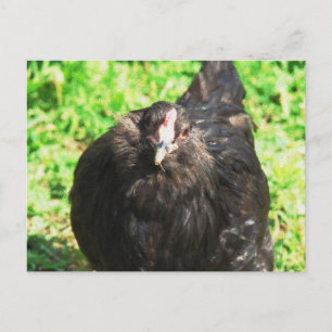 Black Hen Postcard