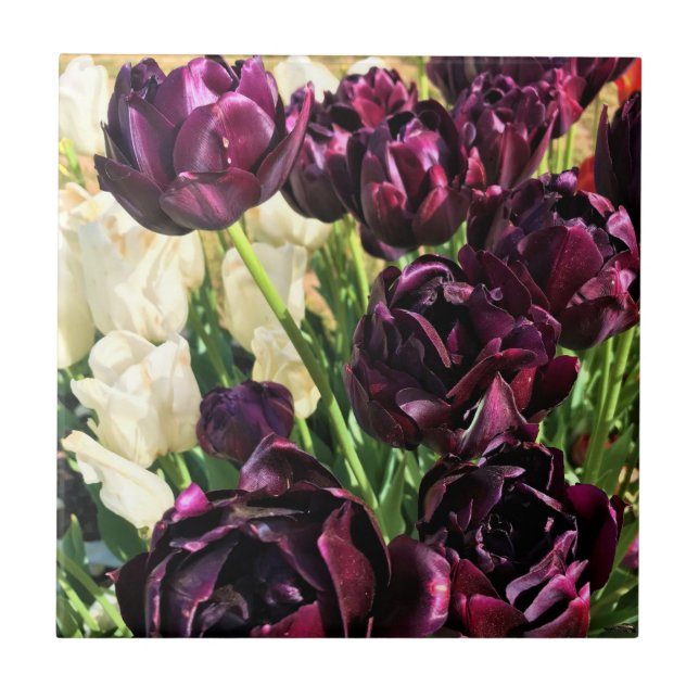 Black Hero Tulips, Oregon Ceramic Tile (Front)