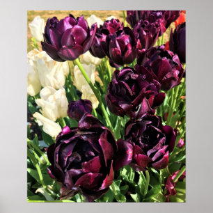 Black Hero Tulips, Oregon Poster