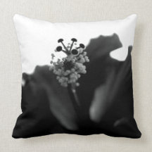 Black Hibiscus