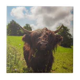 Black highland cow grazing green field sun light ceramic tile
