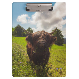 Black highland cow grazing green field sun light clipboard