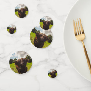 Black highland cow grazing green field sun light confetti