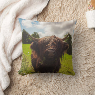 Black highland cow grazing green field sun light cushion
