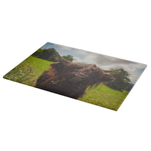 Black highland cow grazing green field sun light cutting board