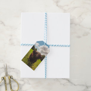 Black highland cow grazing green field sun light gift tags