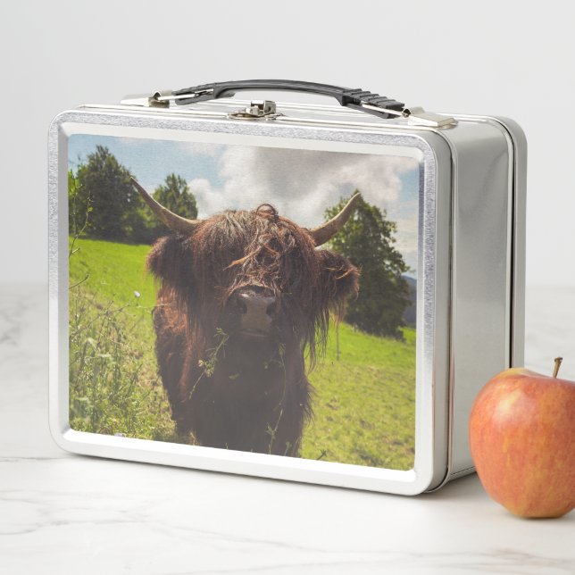 Black highland cow grazing green field sun light metal lunch box (In Situ)