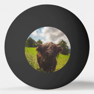 Black highland cow grazing green field sun light ping pong ball