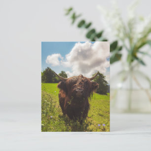 Black highland cow grazing green field sun light postcard