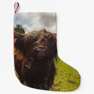 Black highland cow grazing green field sun light small christmas stocking