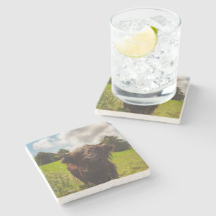 Black highland cow grazing green field sun light stone coaster