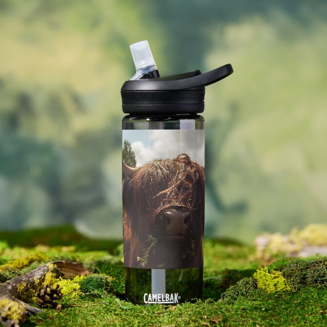 Black highland cow grazing green field sun light water bottle (Outdoor)